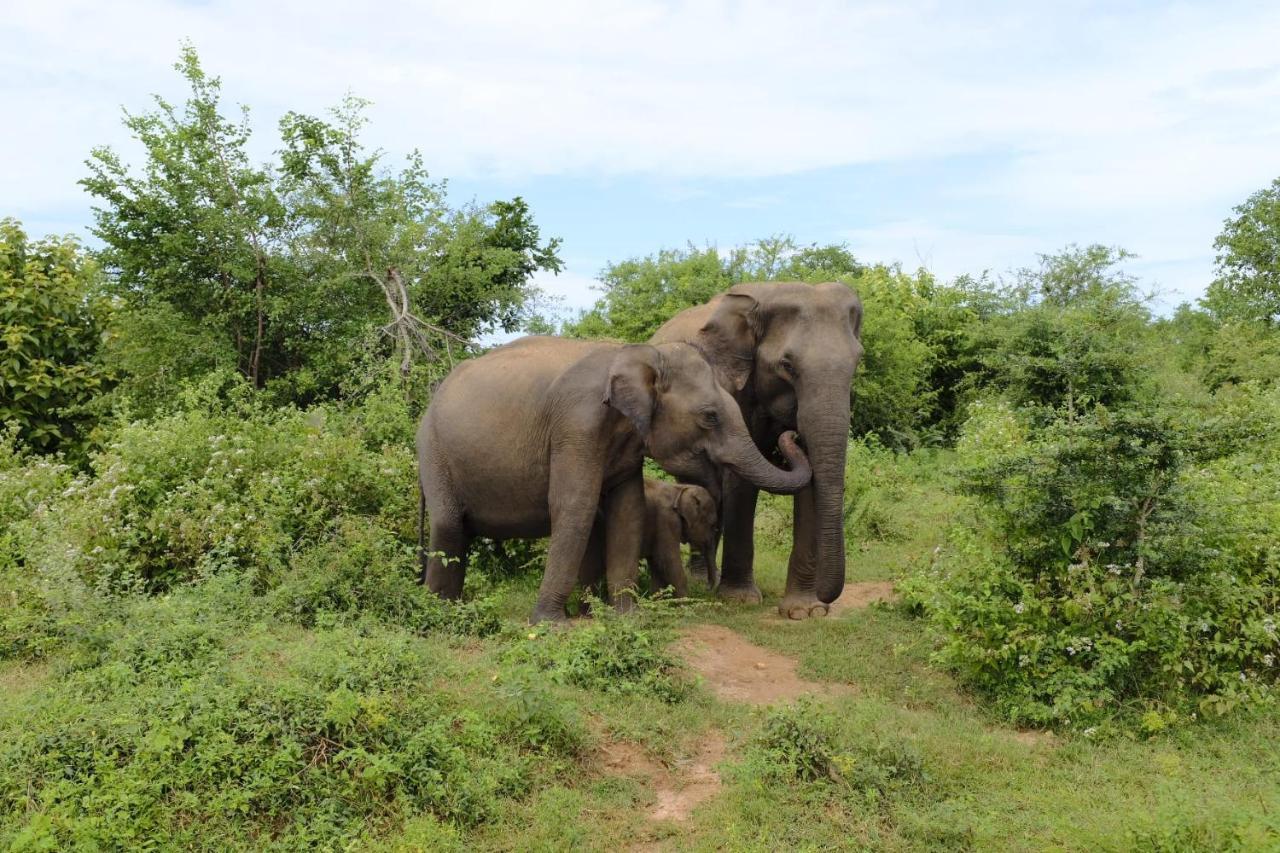 Dimuthu Homestay Udawalawe Exteriör bild